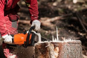 Stump-Removal-Adelaide