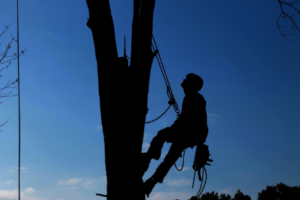tree services Adelaide Hills